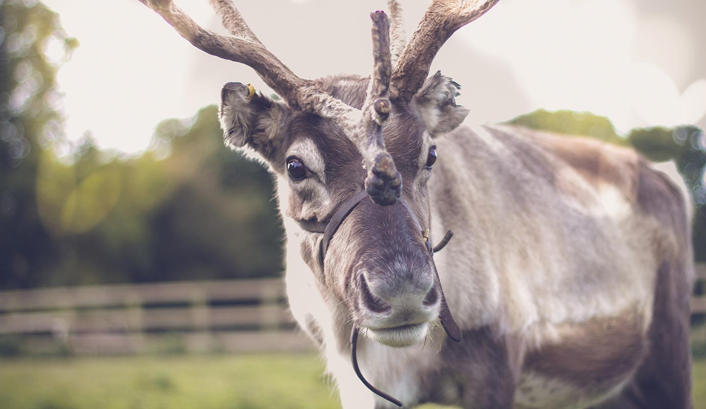 Cotley Farm Christmas Shop Reindeer