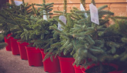 Potgrown Blue Spruce